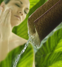 Wellness / Essential Oils