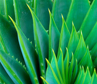 Aloe Vera Plant