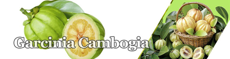 how does garcinia cambogia work the hca extract from garcinia
